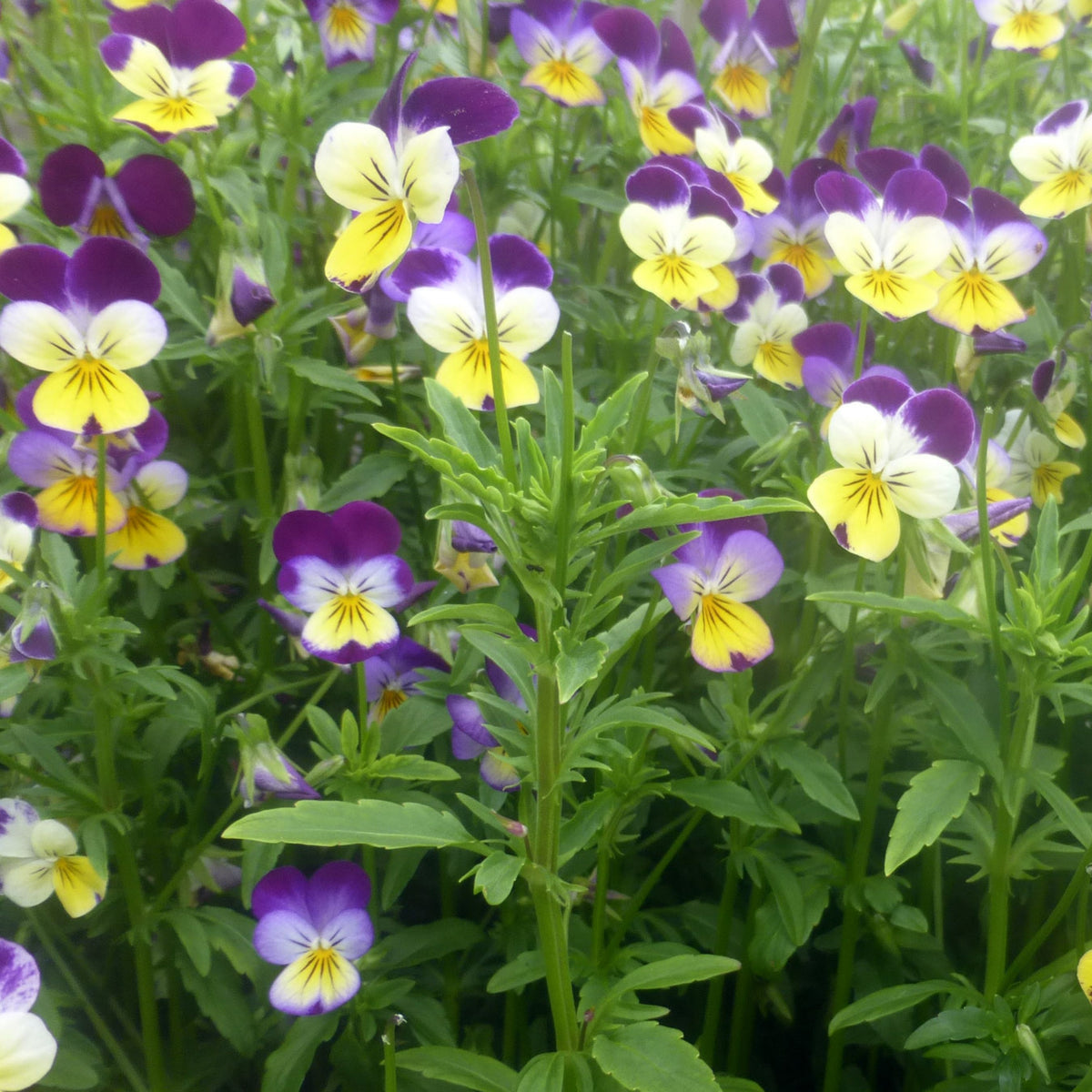 Johnny Jump Up Helen Mount Violet Viola Tricolor Seeds, 25+ seeds