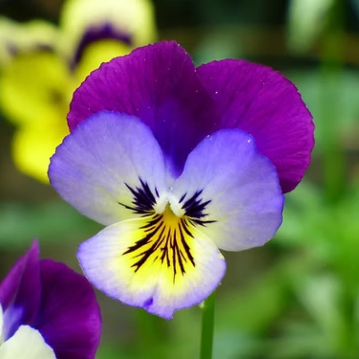 Johnny Jump Up Helen Mount Violet Viola Tricolor Seeds, 25+ seeds