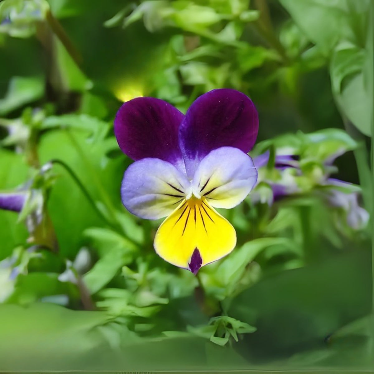 Johnny Jump Up Helen Mount Violet Viola Tricolor Seeds, 25+ seeds