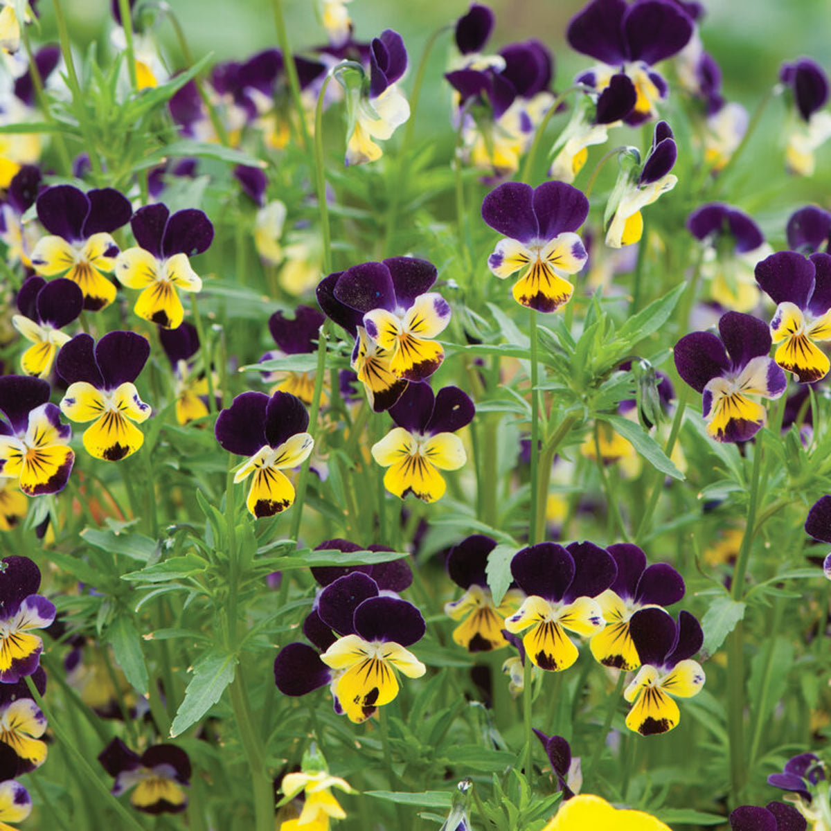 Johnny Jump Up Helen Mount Violet Viola Tricolor Seeds, 25+ seeds