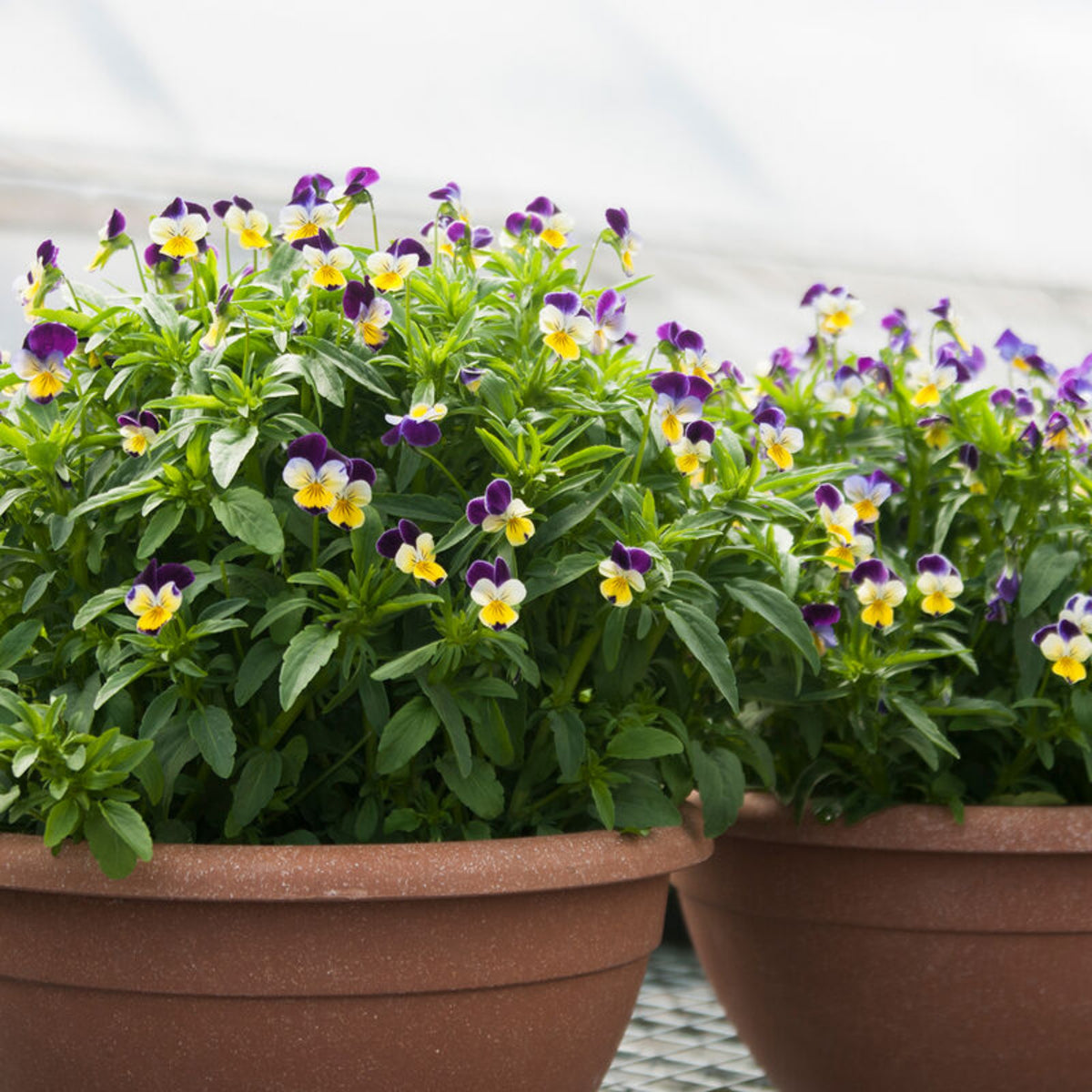 Johnny Jump Up Helen Mount Violet Viola Tricolor Seeds, 25+ seeds
