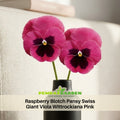 25+ Seeds| Raspberry Blotch Pansy Swiss Giant Viola Wittrockiana Pink Seeds - Cold Resistant - Draft Resistant - Plant in late Spring #214