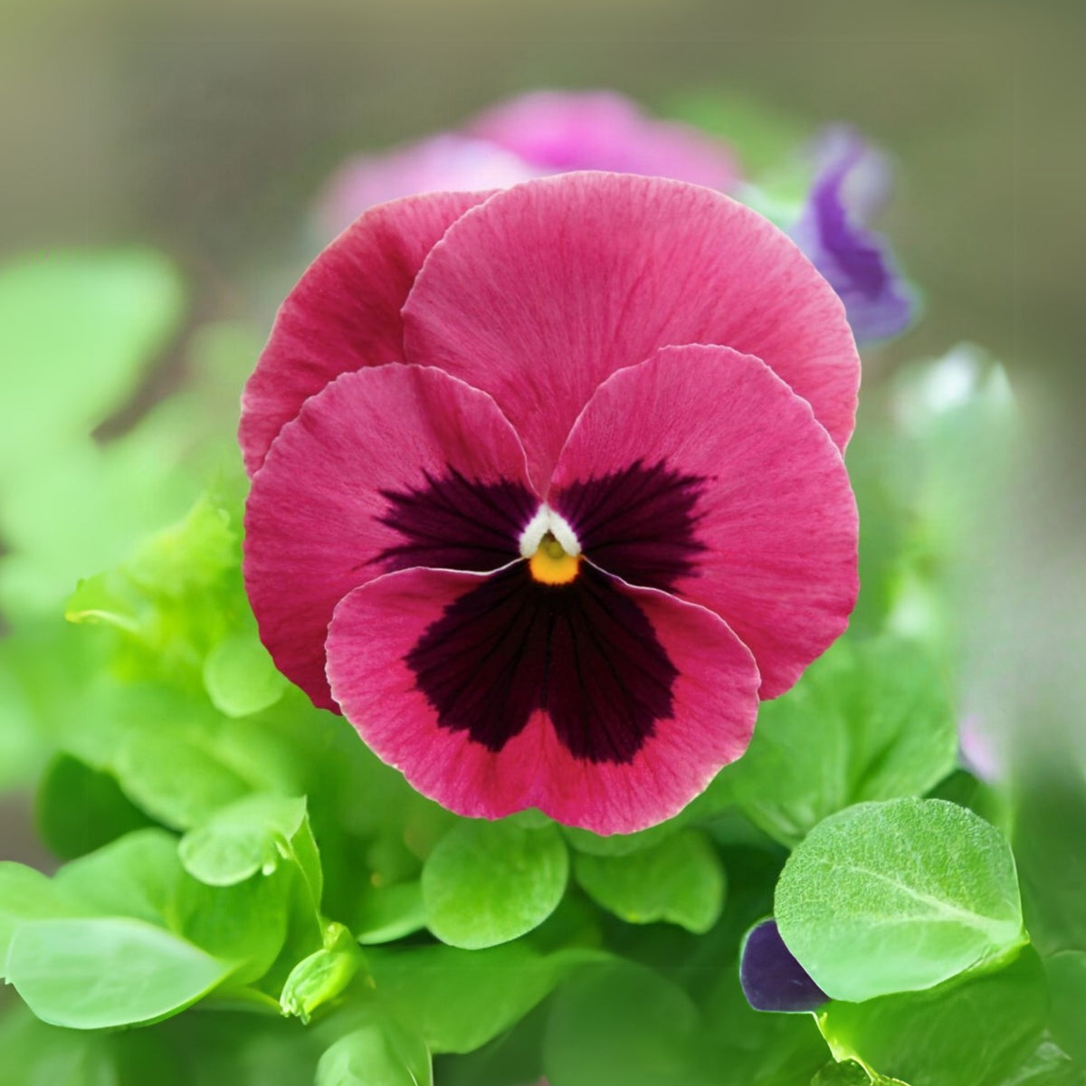 Raspberry Blotch Pansy Seeds - Swiss Giant Viola, 25+ seeds