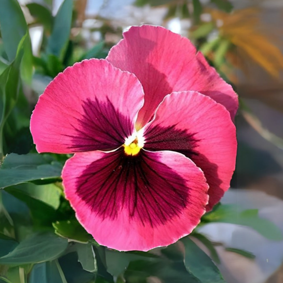 Raspberry Blotch Pansy Seeds - Swiss Giant Viola, 25+ seeds