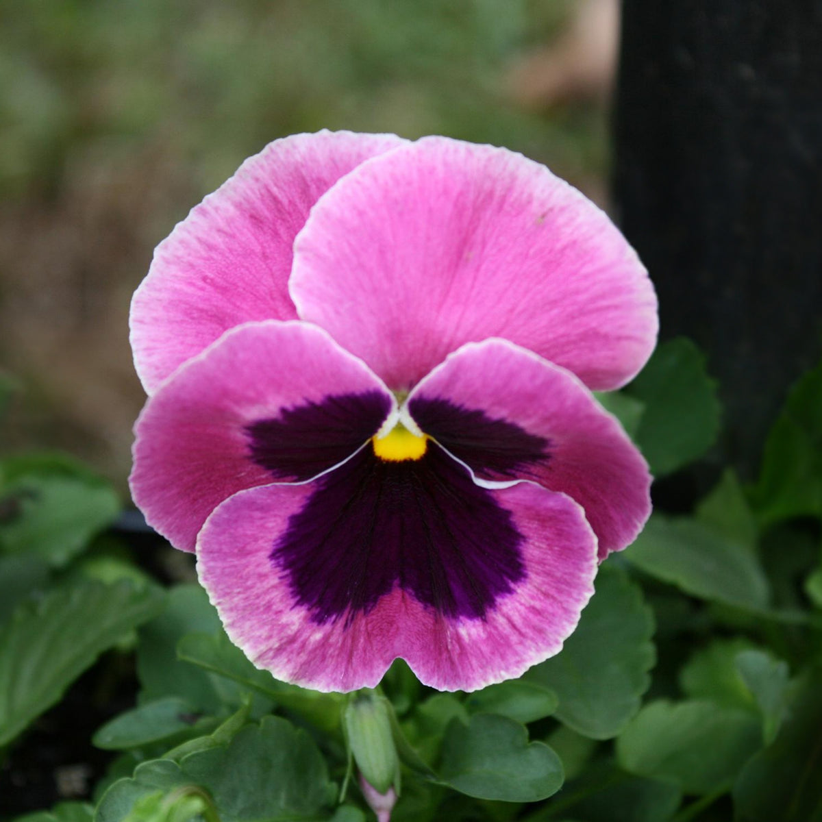 Raspberry Blotch Pansy Seeds - Swiss Giant Viola, 25+ seeds