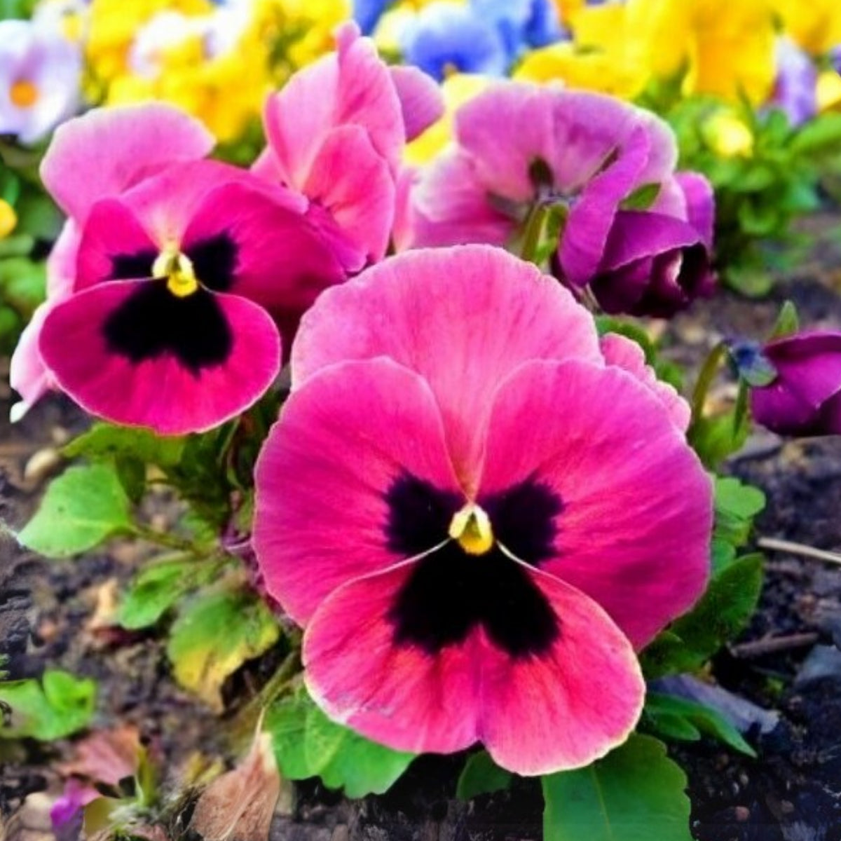 Raspberry Blotch Pansy Seeds - Swiss Giant Viola, 25+ seeds