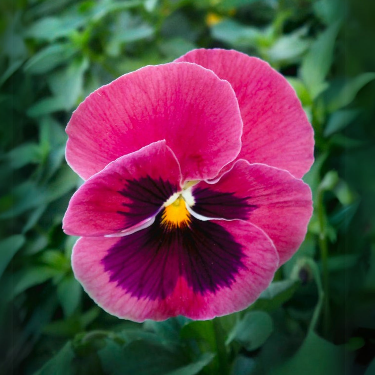 Raspberry Blotch Pansy Seeds - Swiss Giant Viola, 25+ seeds