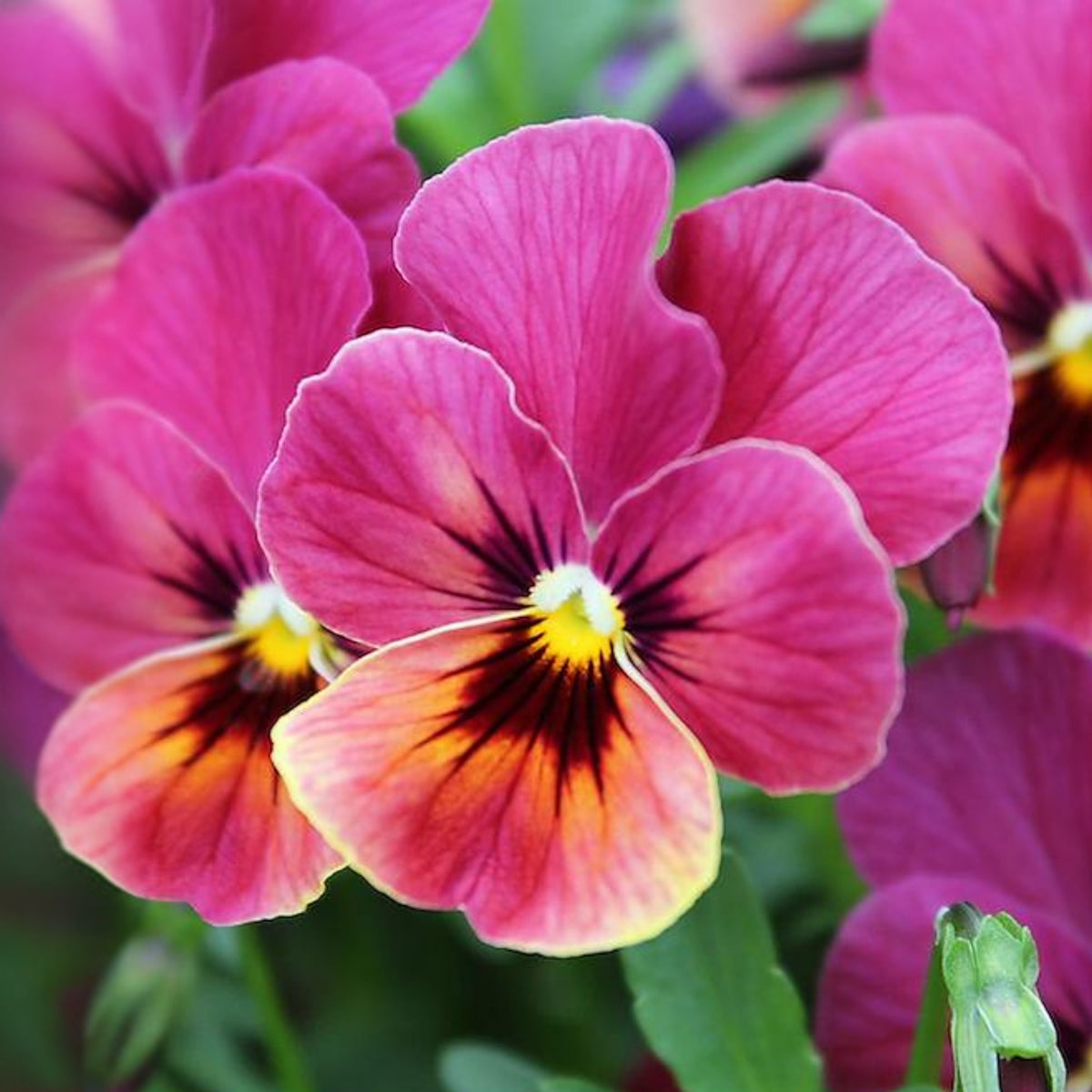 Raspberry Blotch Pansy Seeds - Swiss Giant Viola, 25+ seeds