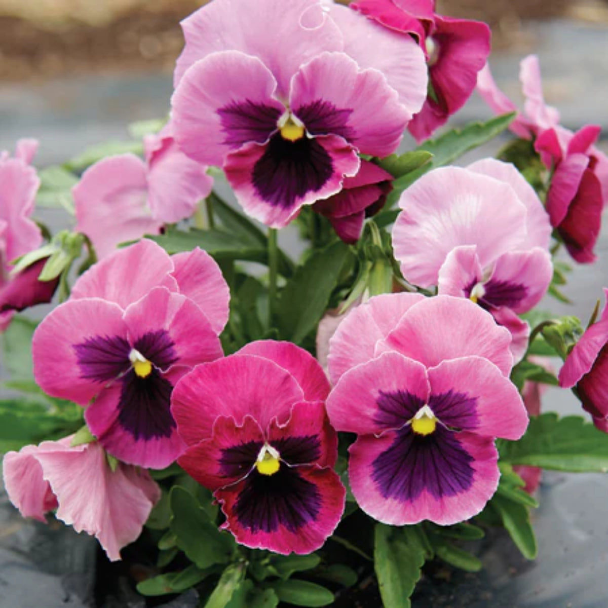 Raspberry Blotch Pansy Seeds - Swiss Giant Viola, 25+ seeds