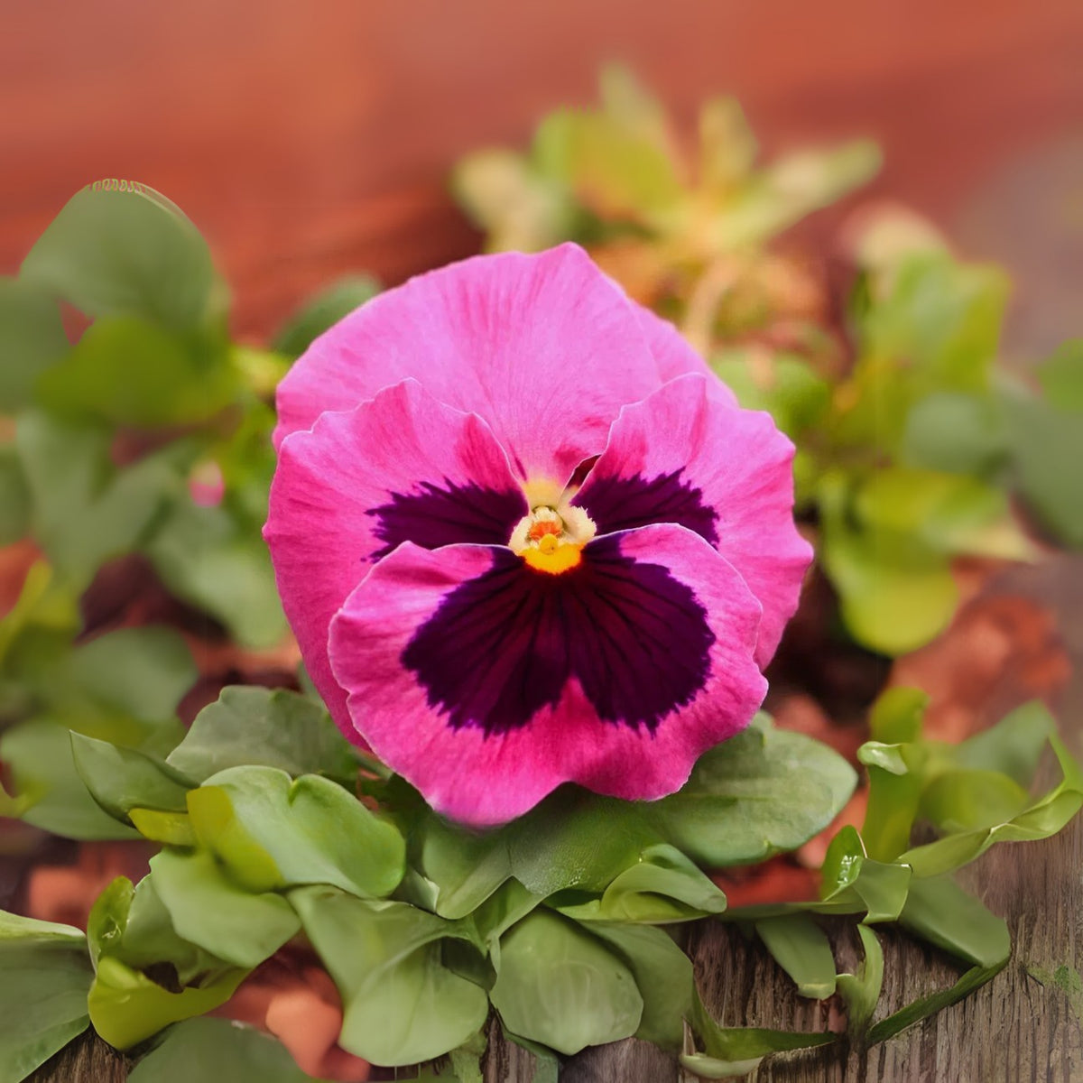 Raspberry Blotch Pansy Seeds - Swiss Giant Viola, 25+ seeds