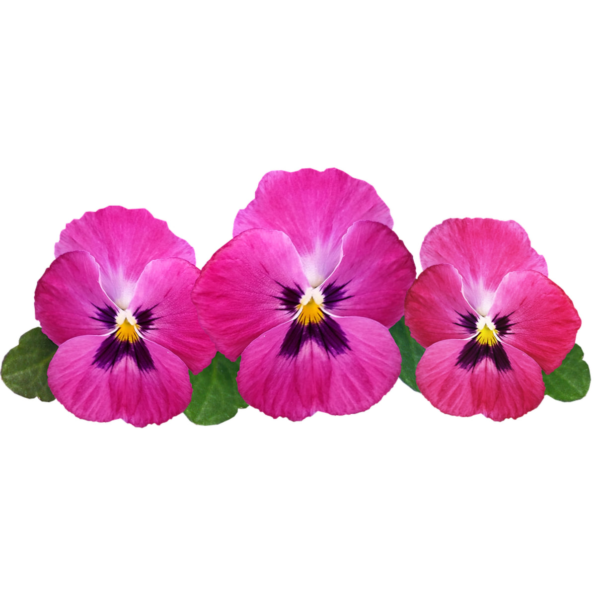 Raspberry Blotch Pansy Seeds - Swiss Giant Viola, 25+ seeds