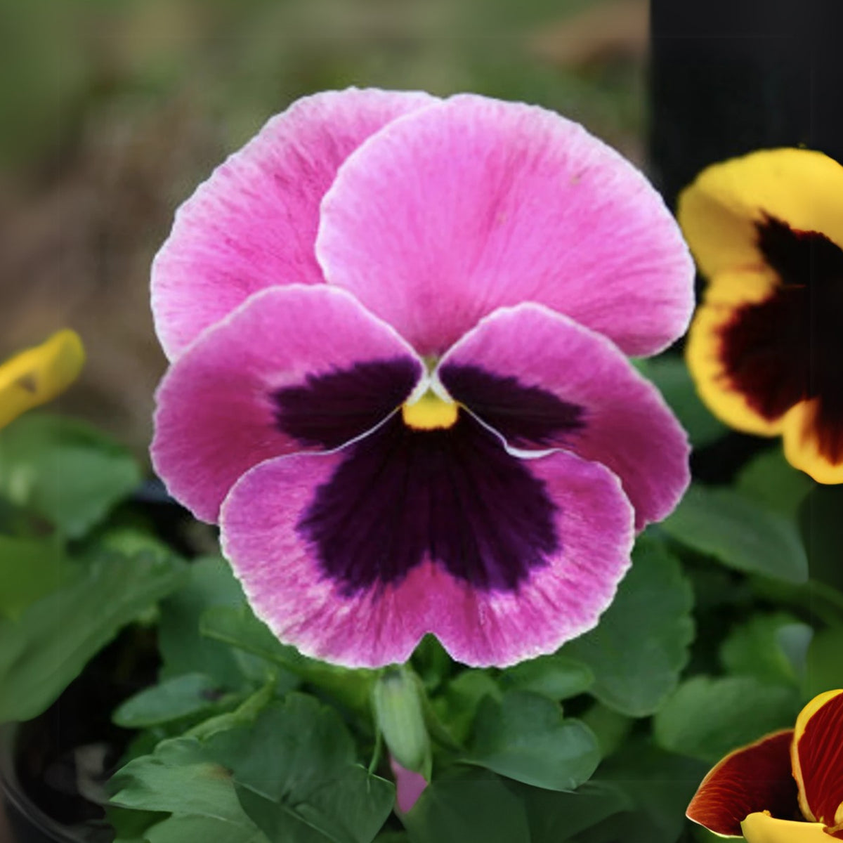 Raspberry Blotch Pansy Seeds - Swiss Giant Viola, 25+ seeds