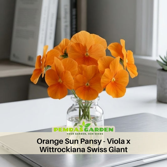 Orange Sun Pansy Seeds - Cold Resistant, Drought Resistant, 25+ seeds