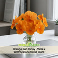 25+ Seeds| Orange Sun Pansy - Viola x Wittrockiana Swiss Giant Seeds - Cold Resistant - Draft Resistant - Plant in late Spring #215