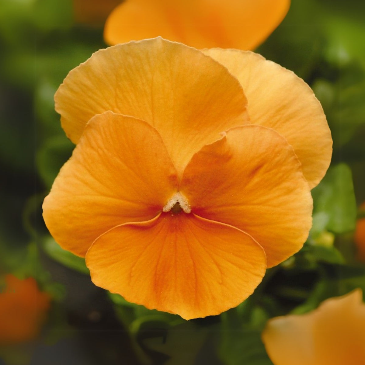 Orange Sun Pansy Seeds - Cold Resistant, Drought Resistant, 25+ seeds