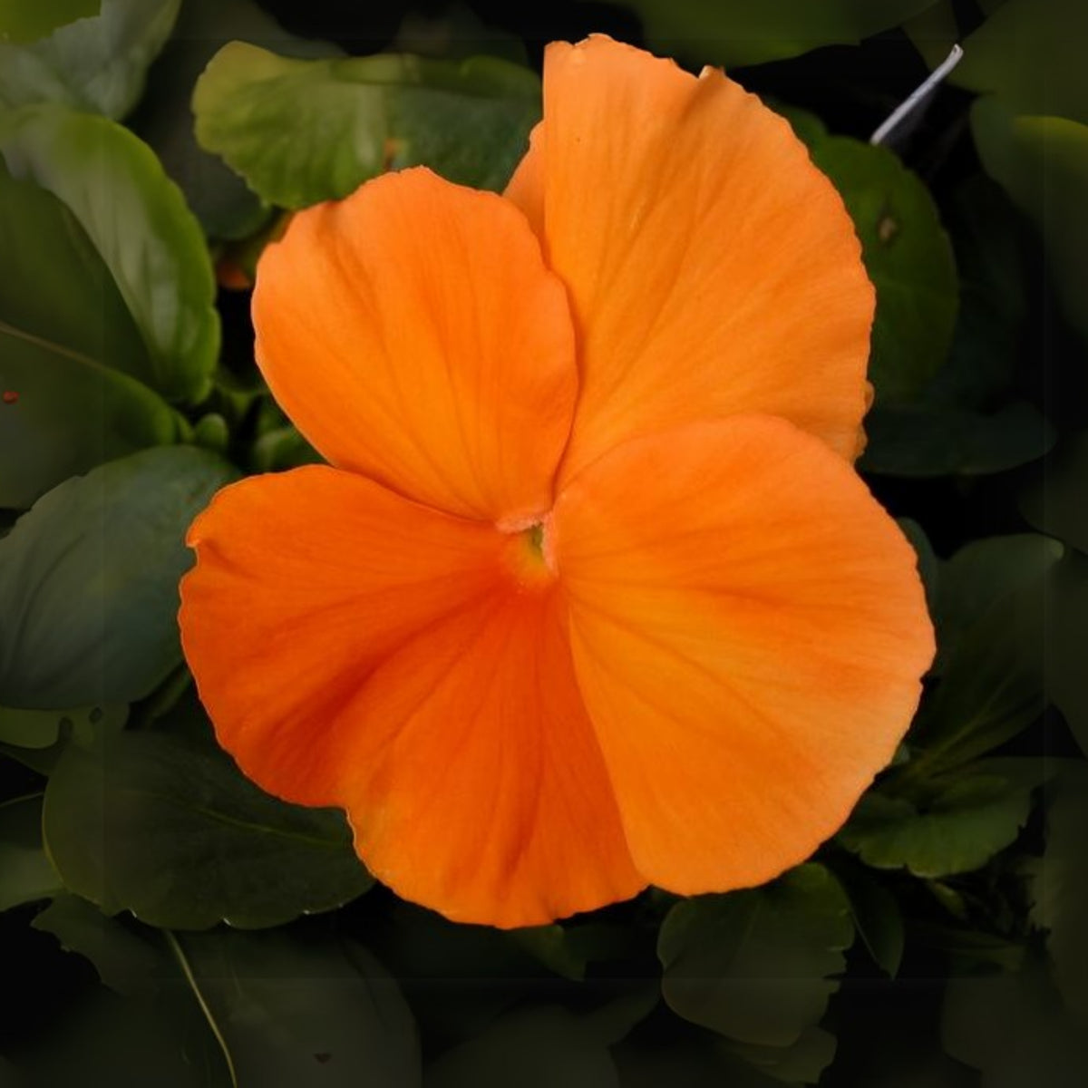 Orange Sun Pansy Seeds - Cold Resistant, Drought Resistant, 25+ seeds