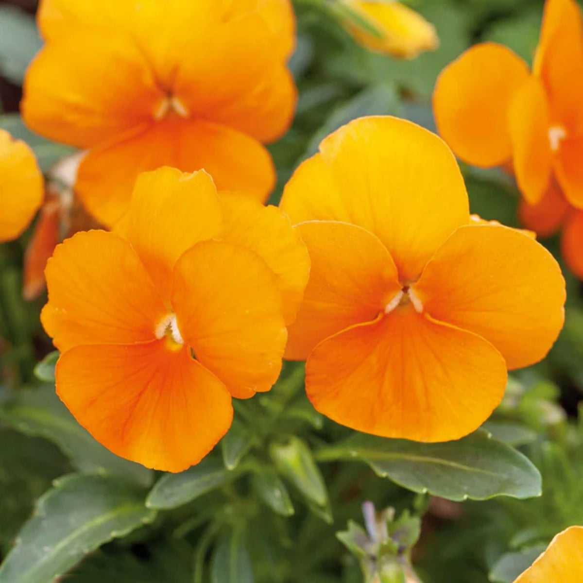 Orange Sun Pansy Seeds - Cold Resistant, Drought Resistant, 25+ seeds
