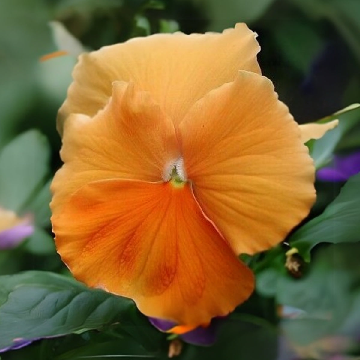 Orange Sun Pansy Seeds - Cold Resistant, Drought Resistant, 25+ seeds