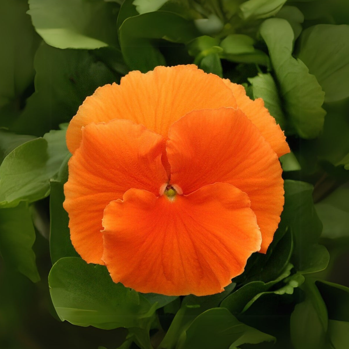 Orange Sun Pansy Seeds - Cold Resistant, Drought Resistant, 25+ seeds