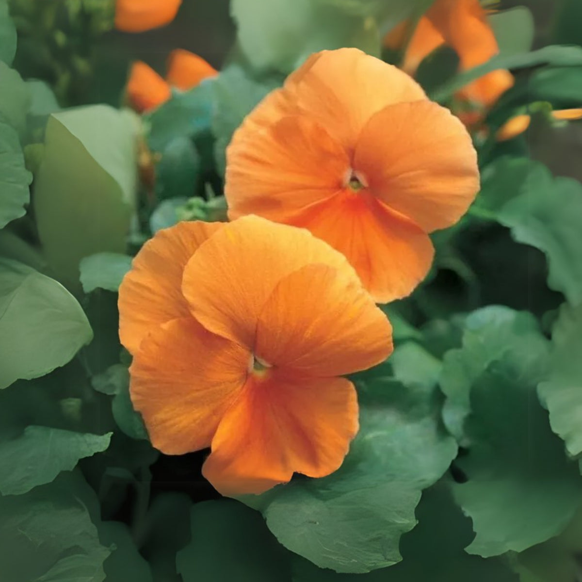 Orange Sun Pansy Seeds - Cold Resistant, Drought Resistant, 25+ seeds