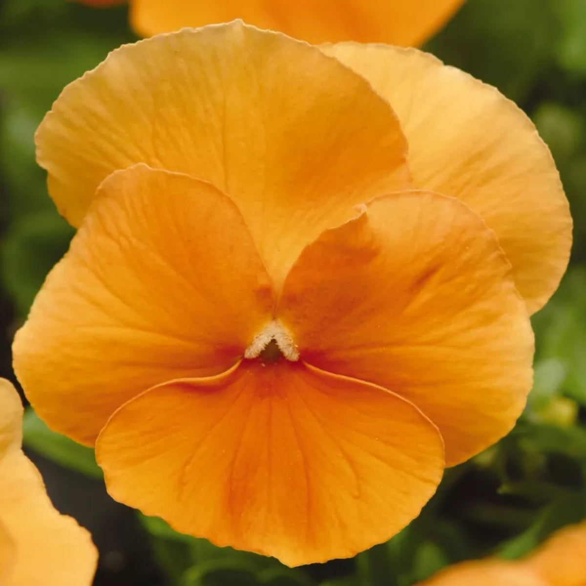 Orange Sun Pansy Seeds - Cold Resistant, Drought Resistant, 25+ seeds