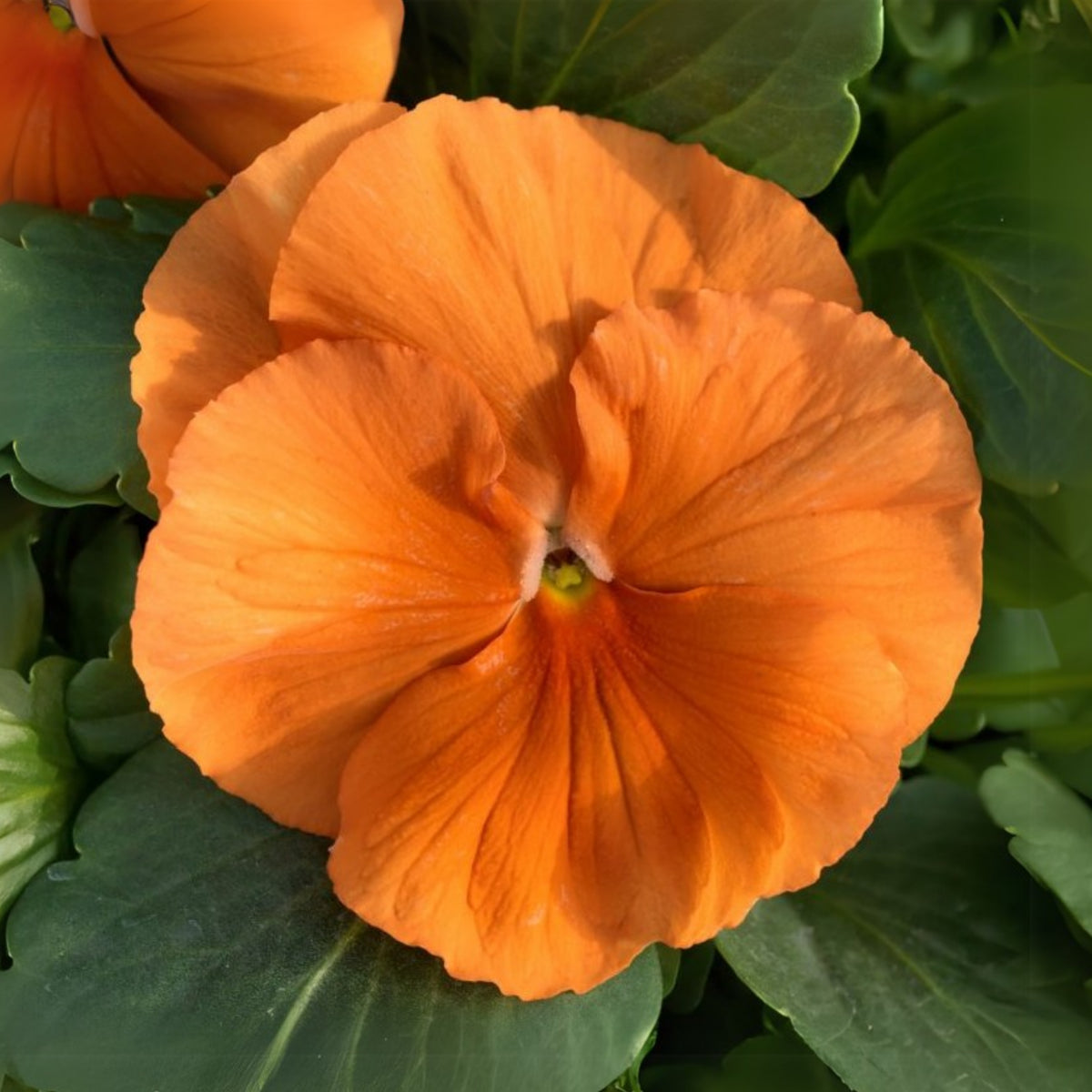 Orange Sun Pansy Seeds - Cold Resistant, Drought Resistant, 25+ seeds
