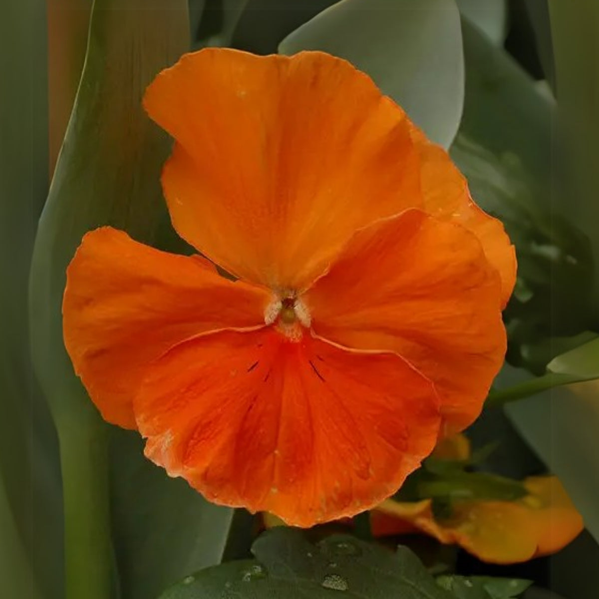 Orange Sun Pansy Seeds - Cold Resistant, Drought Resistant, 25+ seeds