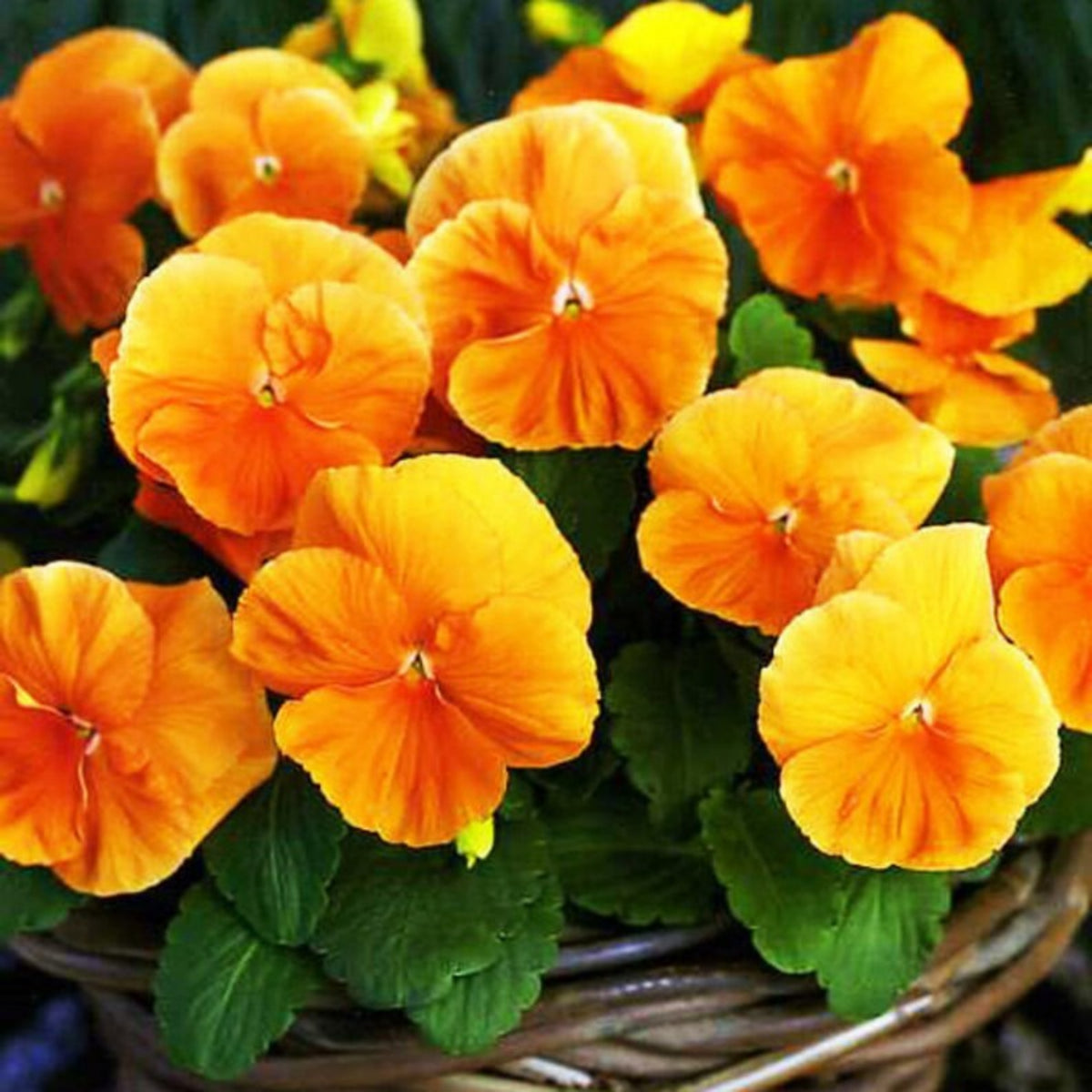 Orange Sun Pansy Seeds - Cold Resistant, Drought Resistant, 25+ seeds