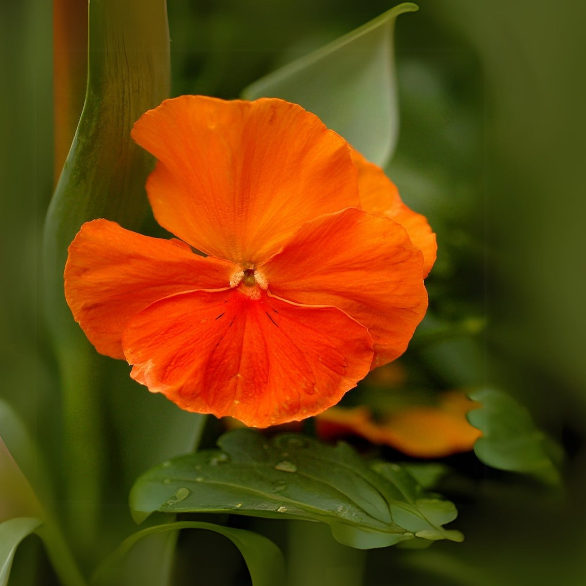 Orange Sun Pansy Seeds - Cold Resistant, Drought Resistant, 25+ seeds