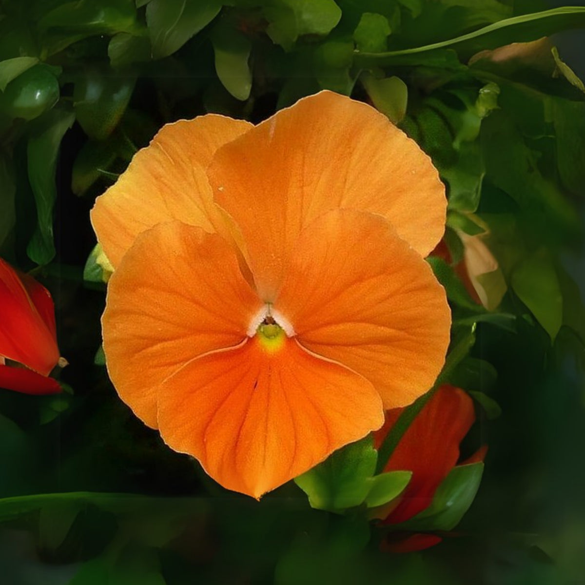 Orange Sun Pansy Seeds - Cold Resistant, Drought Resistant, 25+ seeds