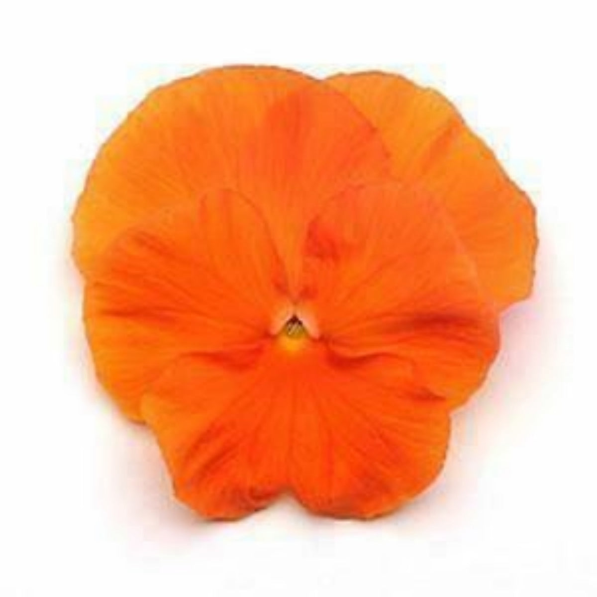 Orange Sun Pansy Seeds - Cold Resistant, Drought Resistant, 25+ seeds