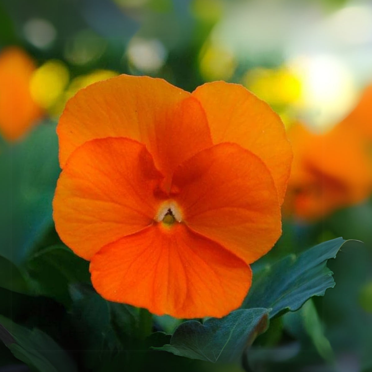 Orange Sun Pansy Seeds - Cold Resistant, Drought Resistant, 25+ seeds