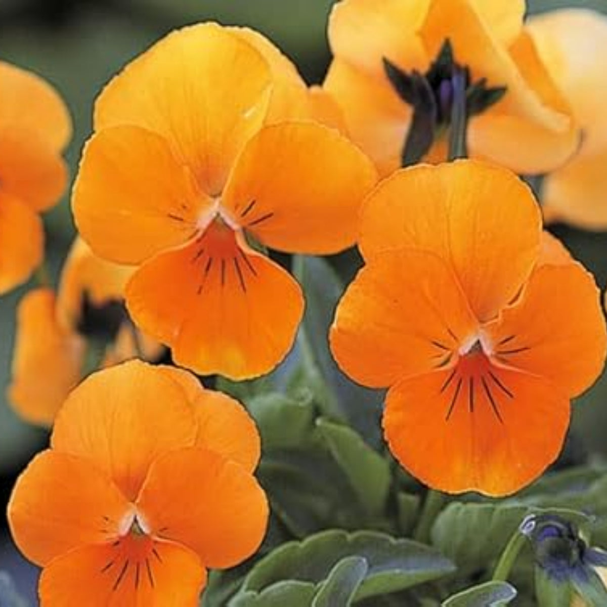 Orange Sun Pansy Seeds - Cold Resistant, Drought Resistant, 25+ seeds