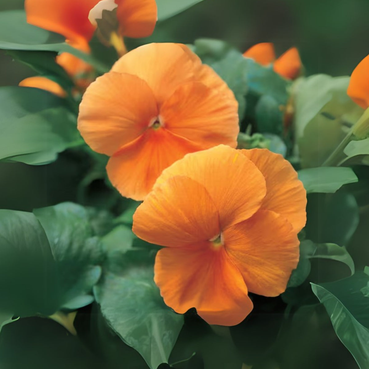 Orange Sun Pansy Seeds - Cold Resistant, Drought Resistant, 25+ seeds