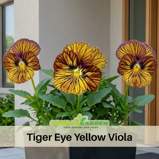 Tiger Eye Yellow Viola Seeds - Cold Resistant, 25+ seeds
