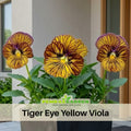 25+ Seeds| Tiger Eye Yellow Viola Seeds -Cold Resistant -Open-Pollinating - Self-Pollinating - Draft Resistant - Plant in Summer/Spring #216