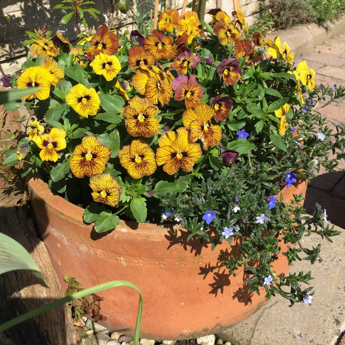 Tiger Eye Yellow Viola Seeds - Cold Resistant, 25+ seeds