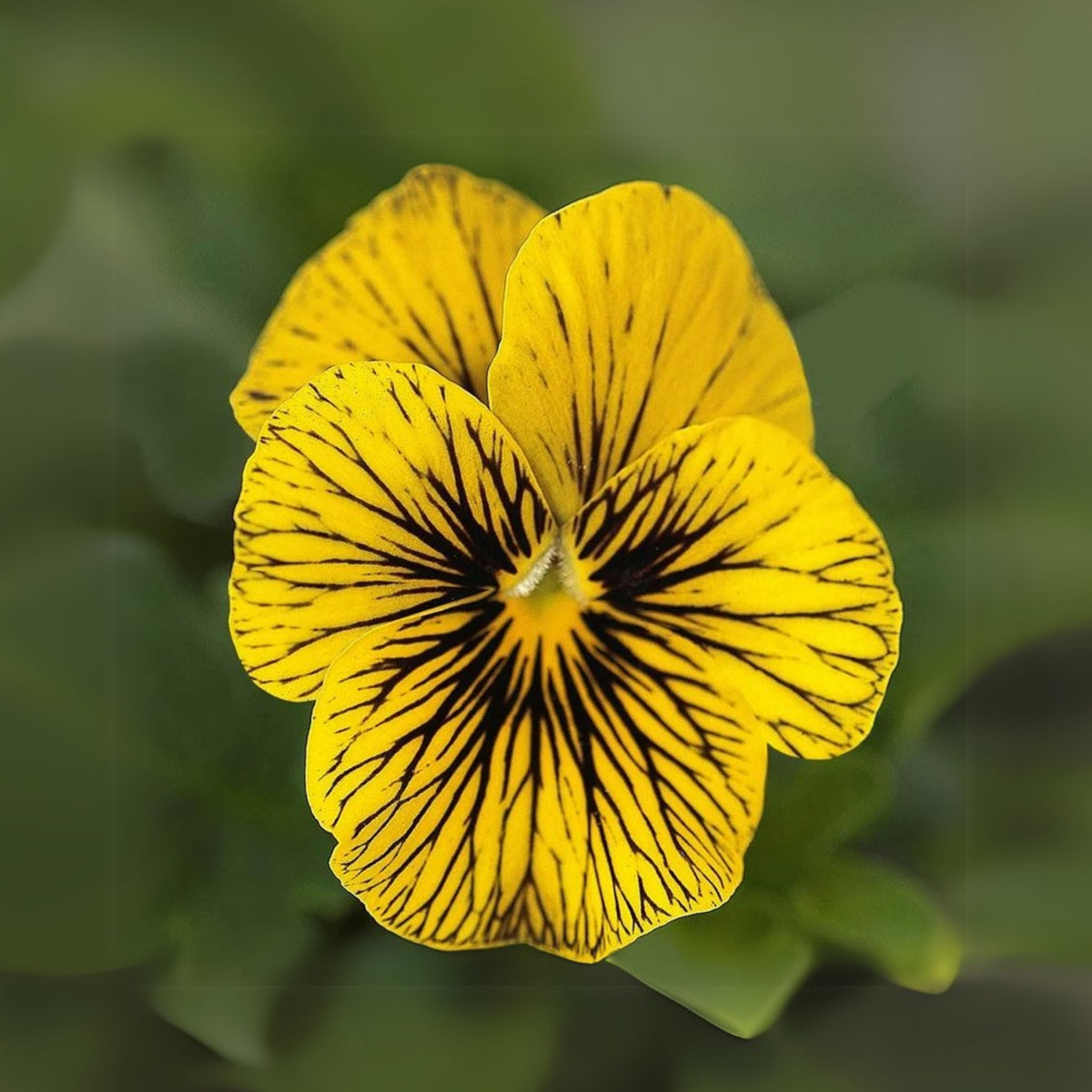 Tiger Eye Yellow Viola Seeds - Cold Resistant, 25+ seeds
