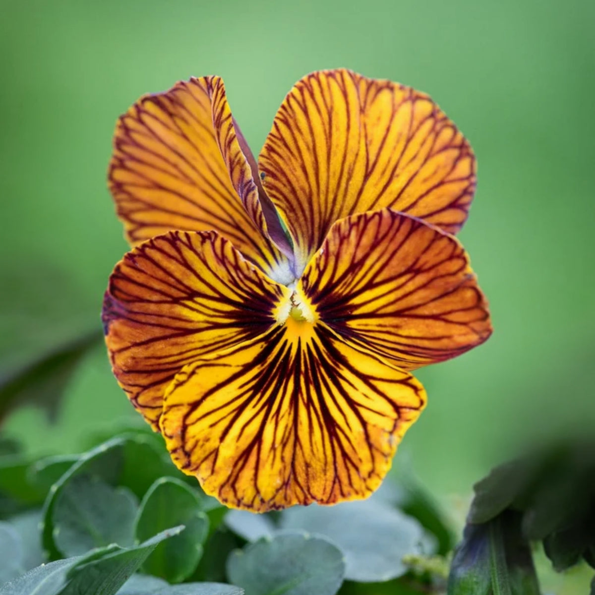Tiger Eye Yellow Viola Seeds - Cold Resistant, 25+ seeds