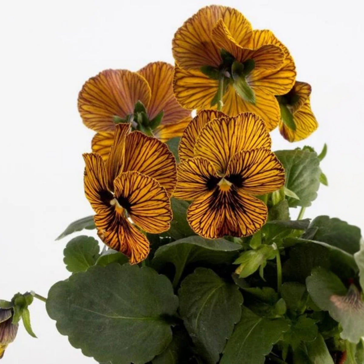 Tiger Eye Yellow Viola Seeds - Cold Resistant, 25+ seeds