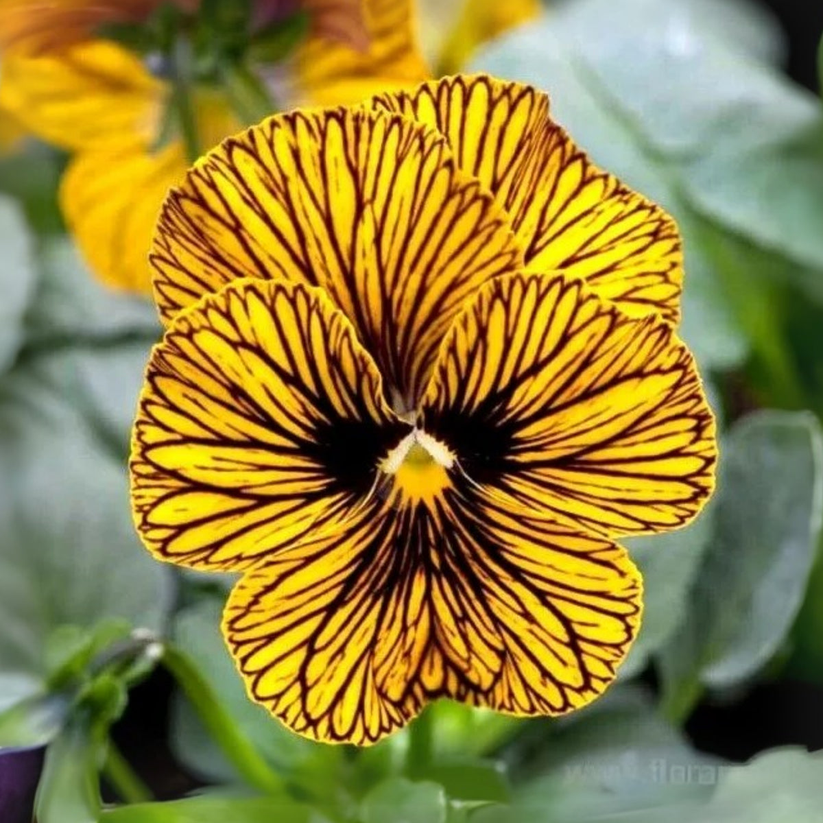 Tiger Eye Yellow Viola Seeds - Cold Resistant, 25+ seeds
