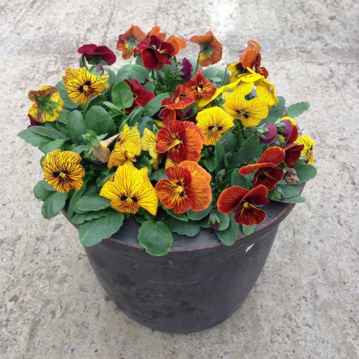 Tiger Eye Yellow Viola Seeds - Cold Resistant, 25+ seeds