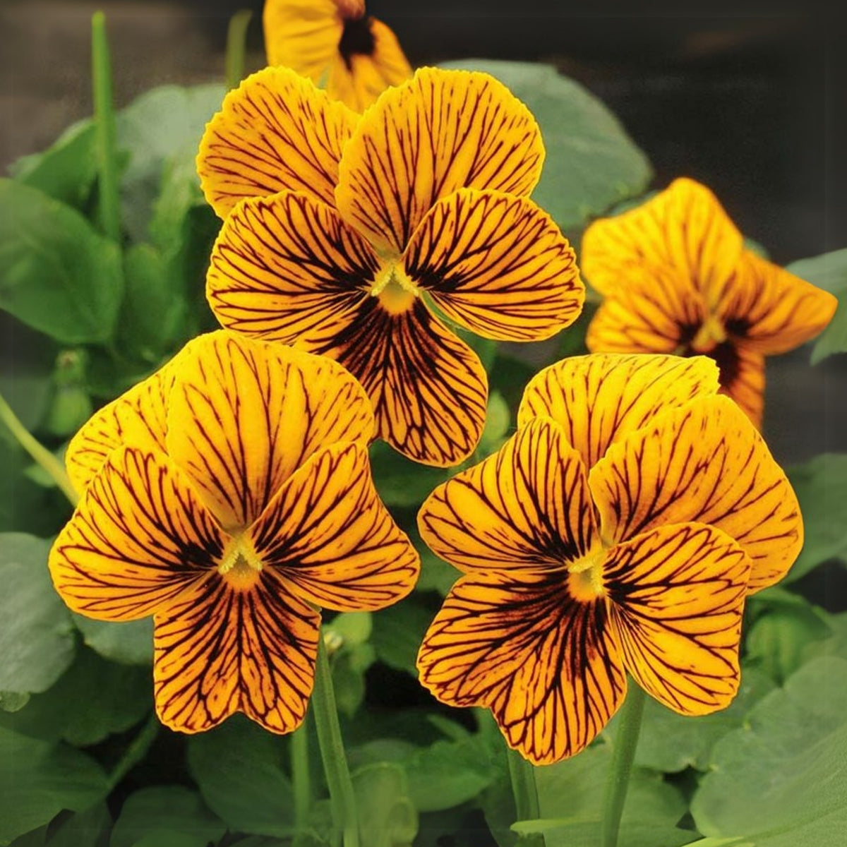 Tiger Eye Yellow Viola Seeds - Cold Resistant, 25+ seeds