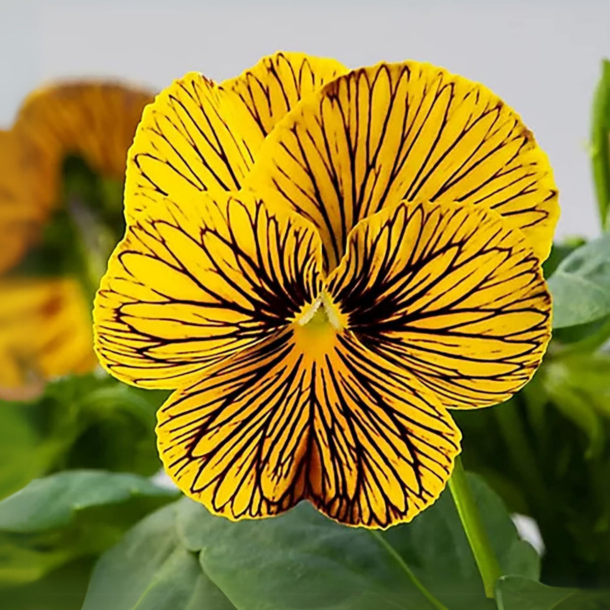Tiger Eye Yellow Viola Seeds - Cold Resistant, 25+ seeds