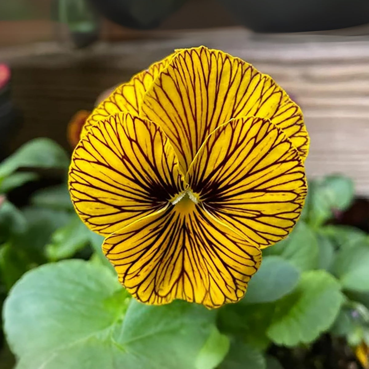 Tiger Eye Yellow Viola Seeds - Cold Resistant, 25+ seeds