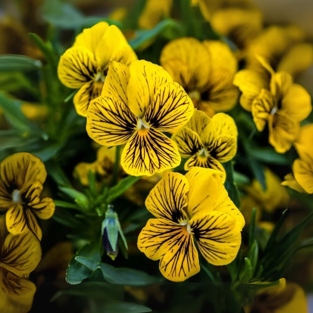 Tiger Eye Yellow Viola Seeds - Cold Resistant, 25+ seeds