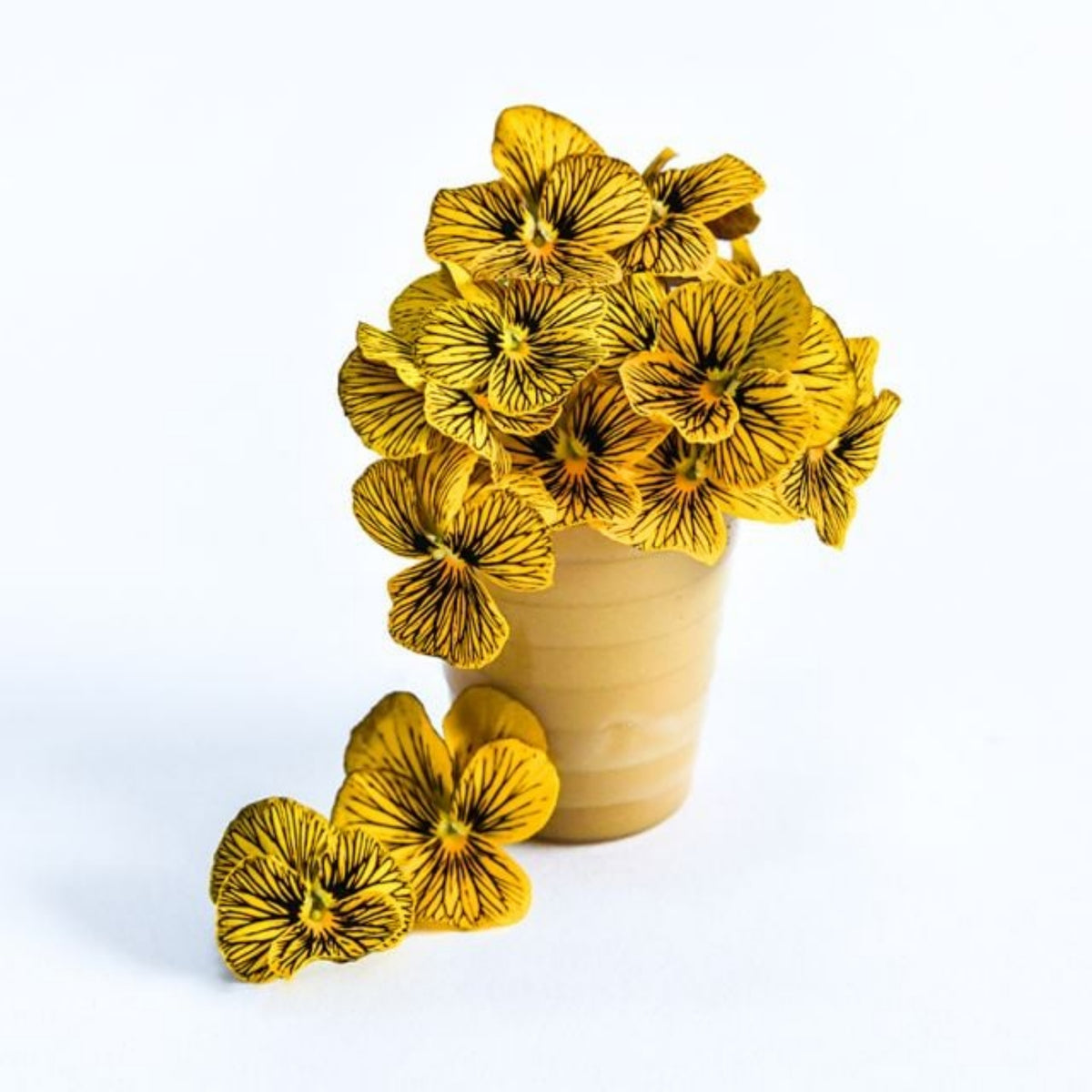 Tiger Eye Yellow Viola Seeds - Cold Resistant, 25+ seeds