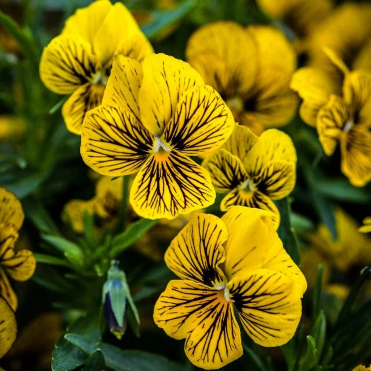 Tiger Eye Yellow Viola Seeds - Cold Resistant, 25+ seeds