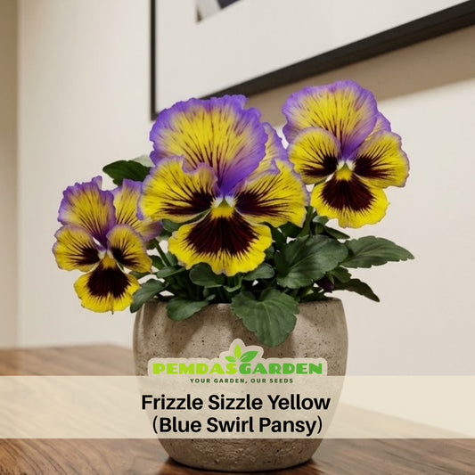 Frizzle Sizzle Yellow (Blue Swirl Pansy) Seeds, 25+ seeds