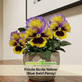 25+ Seeds| Frizzle Sizzle Yellow (Blue Swirl Pansy) Seeds - Open-Pollinating - Self-Pollinating - Draft Resistant - Plant in Spring #217